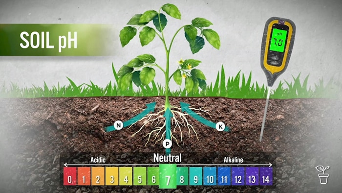 Soil pH-un - Gardening Australia