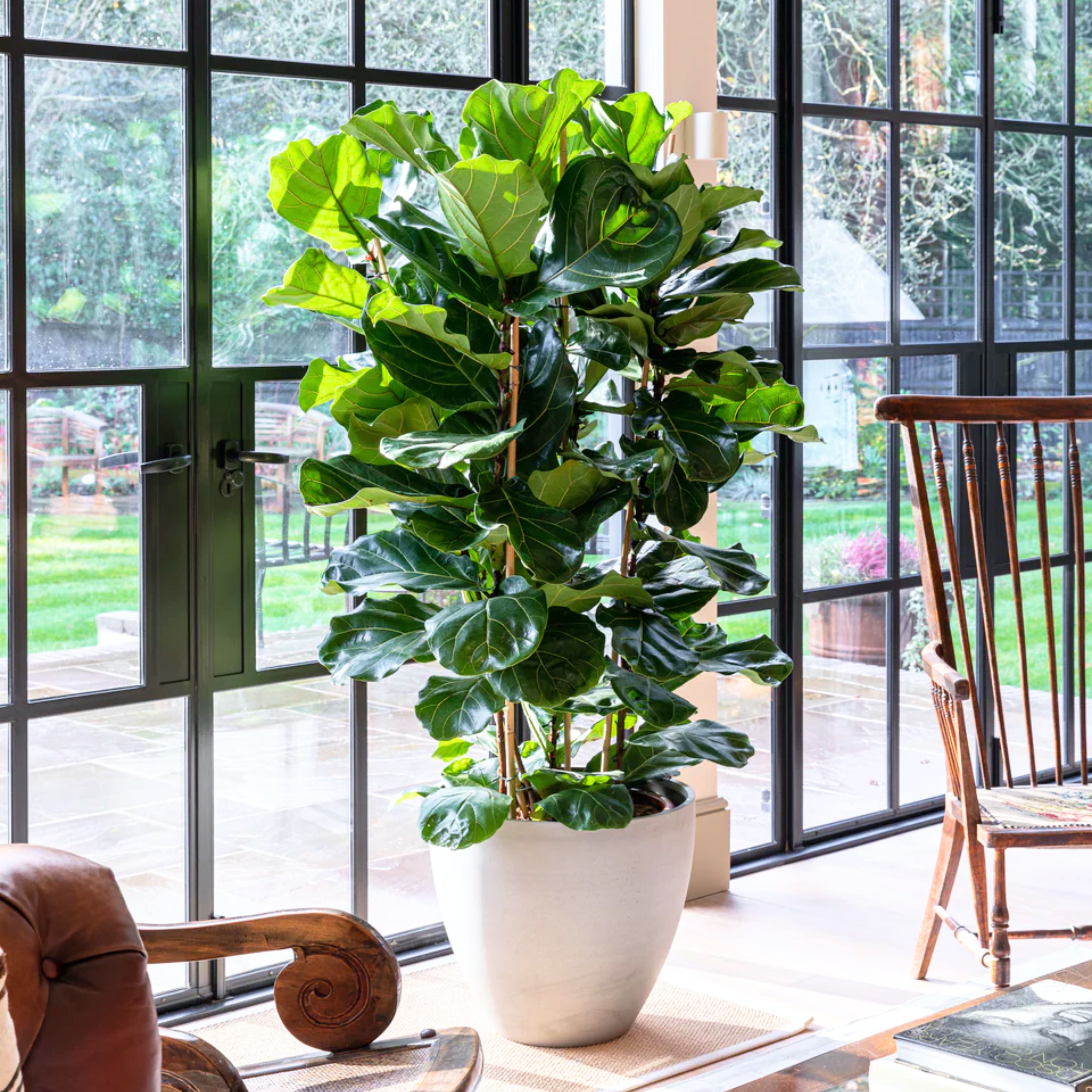 Green Paradise Ficus Lyrata Plant Fiddle Leaf Fig Live Plant – GreenParadiseLive