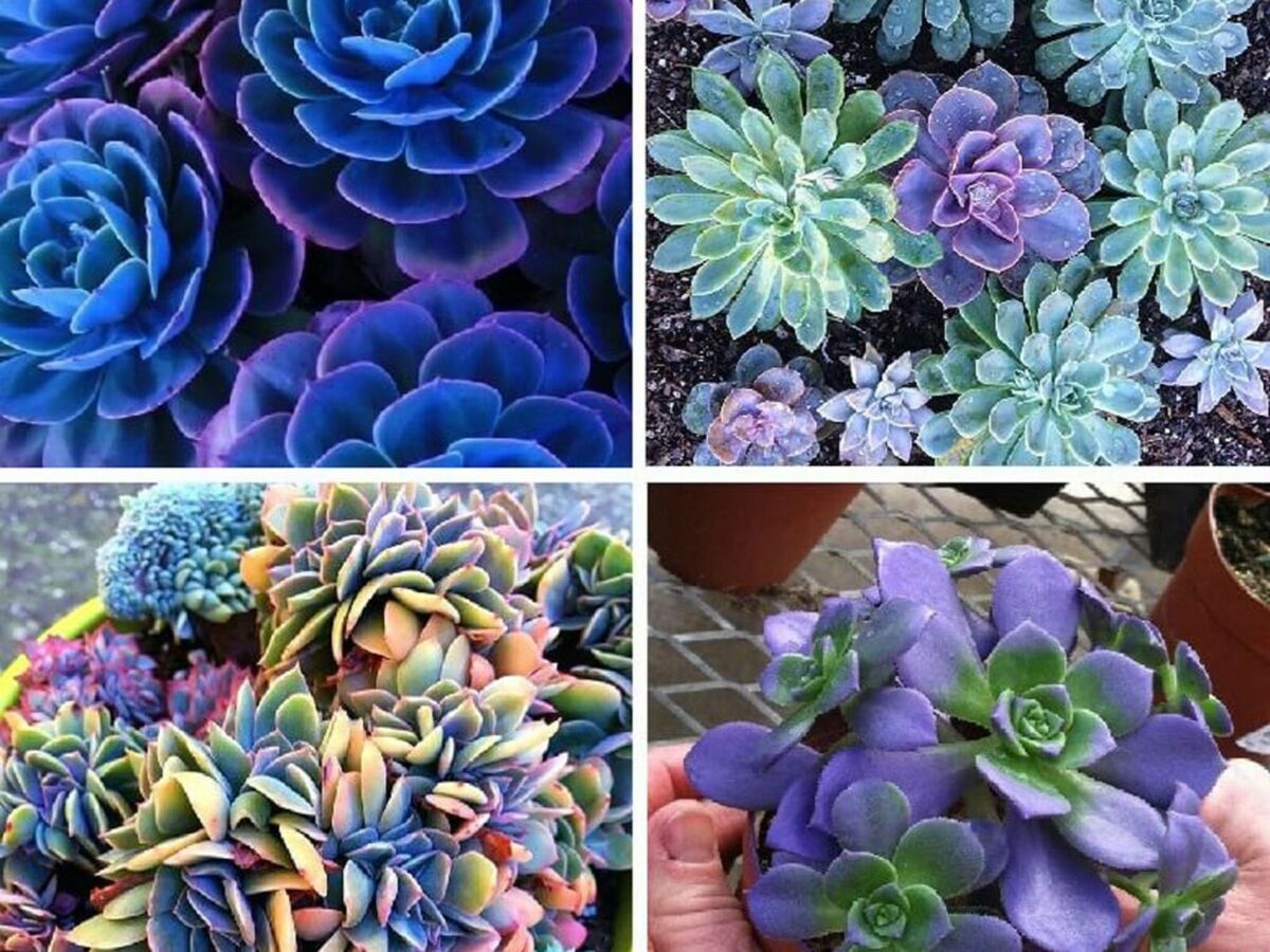 COLOR SUCCULENT MIX rare plant exotic cactus flower succulents seed 35+  seeds | eBay